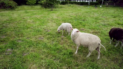 Aerial-shot-of-black-and-white-sheep-on-a-green-grass-field