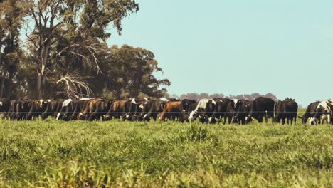 vacas comiendo hierba en tierras de cultivo