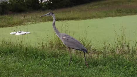 blue heron egret bird out in nature