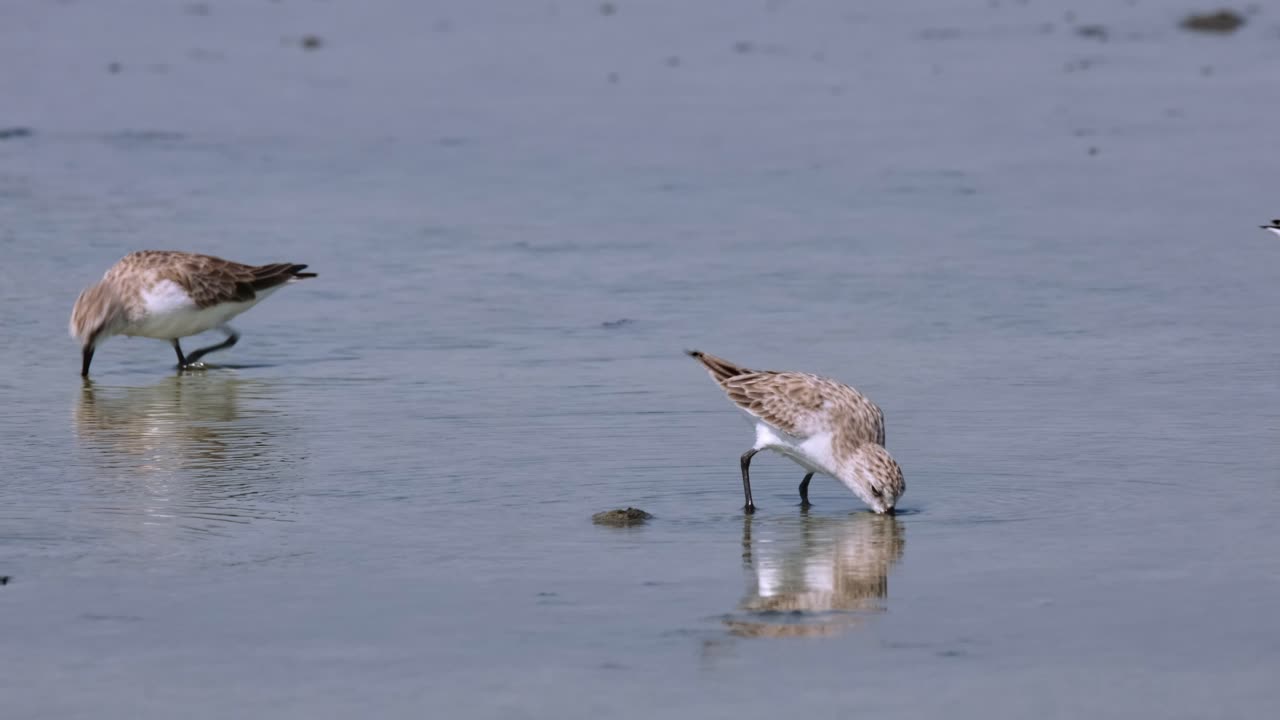 un escenario ocupado de algunos stints de cuello rojo alimentándose en una salina mientras todos desaparecen, calidris ruficollis, tailandia