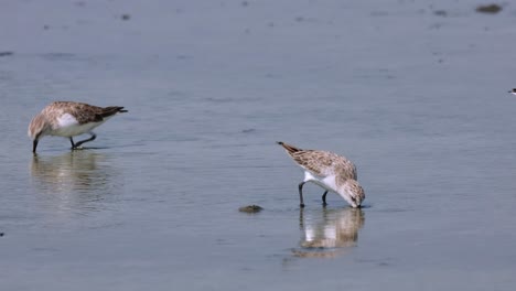 Un-Escenario-Ajetreado-En-El-Que-Algunos-Cuellos-Rojos-Se-Alimentan-En-Una-Salina-Mientras-Todos-Desaparecen,-Calidris-Ruficollis,-Tailandia