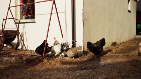 domestic chickens in the countryside farm - poultry livestock