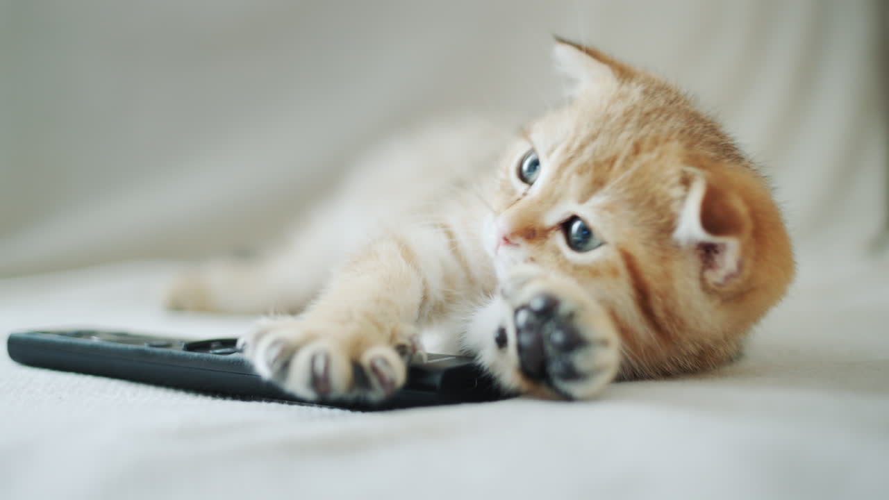 Ginger kitten watches TV, holds the remote control in his paw. Yawns slightly