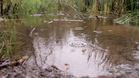 Regentropfen,-Die-In-Einen-Teich-Fallen