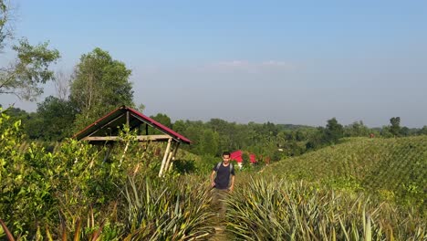 Visión-De-Establecimiento-Del-Hombre-Preguntándose-A-Través-De-Plantas-De-Piña-En-Sylhet,-Aventura