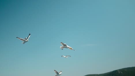 seagull catching thrown food in mid air on a blue sky with sea underneath in slow motion