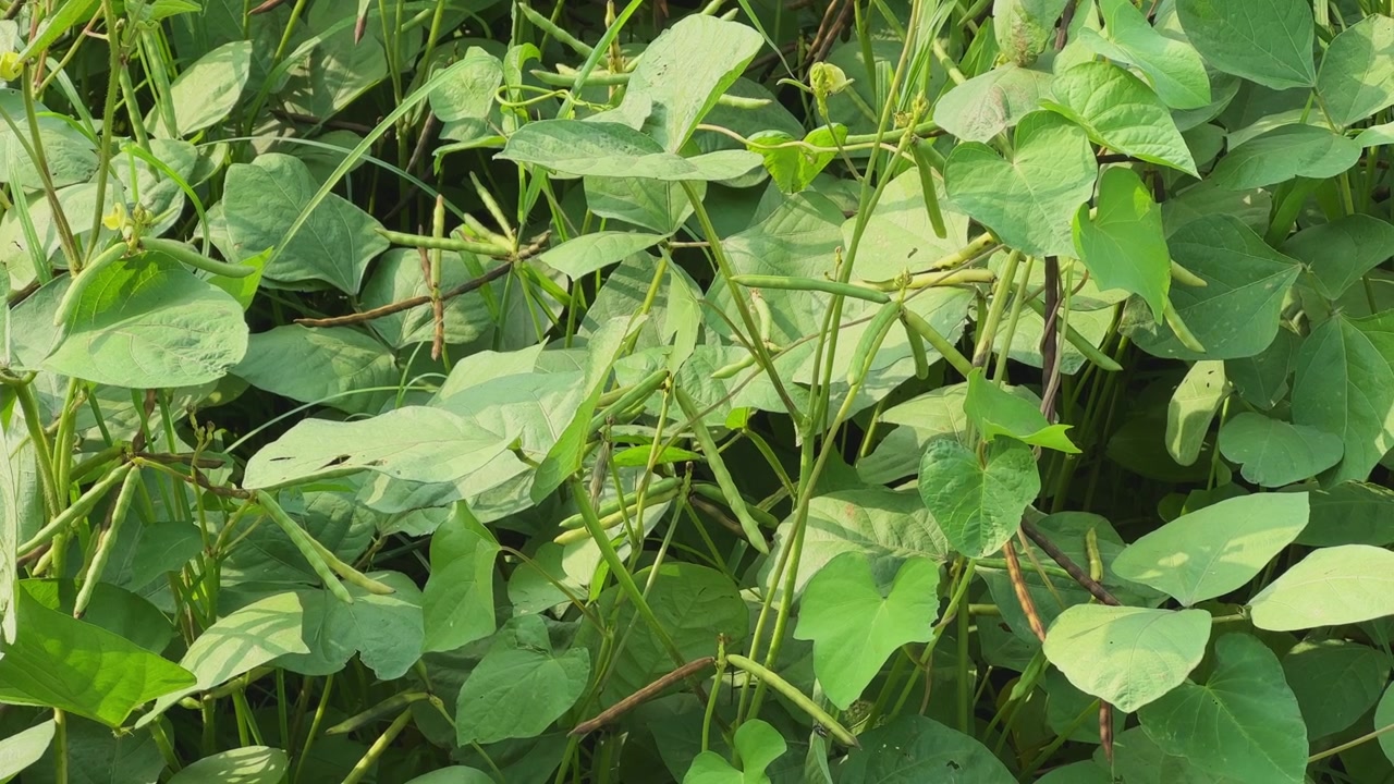 Close up shot of healthy moong bean plants featuring green leaves slender stems and developing seed pods Dense foliage highlights active crop growth during the cultivation season
