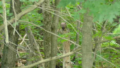 Aufnahme-Eines-Jungen-Küferbussards,-Der-In-Einem-Baum-Mitten-Im-Wald-Sitzt-Und-Eine-Kleine-Beute-Frisst