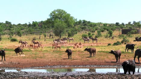 large group of african wildlife animals gathered near grassland muddy puddle