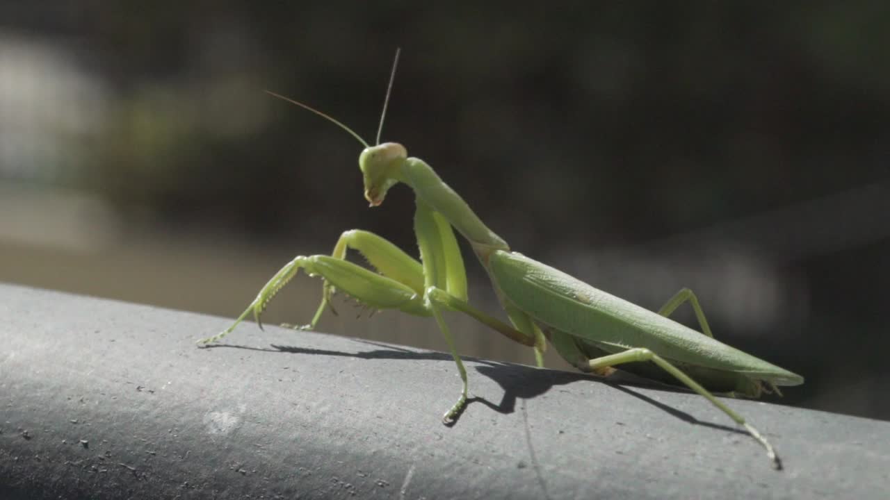 Riprese di una mantide religiosa verde seduta su una ringhiera metallica nera e che guarda la telecamera, 120fps, con sfondo solido sfocato.