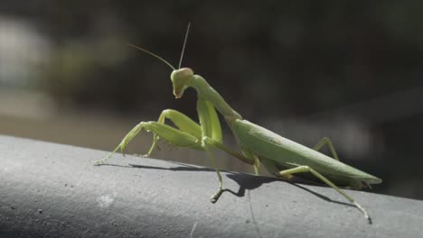 footage of green praying mantis, sitting on a black metal rail and looking the camera 120fps, blurry solid background