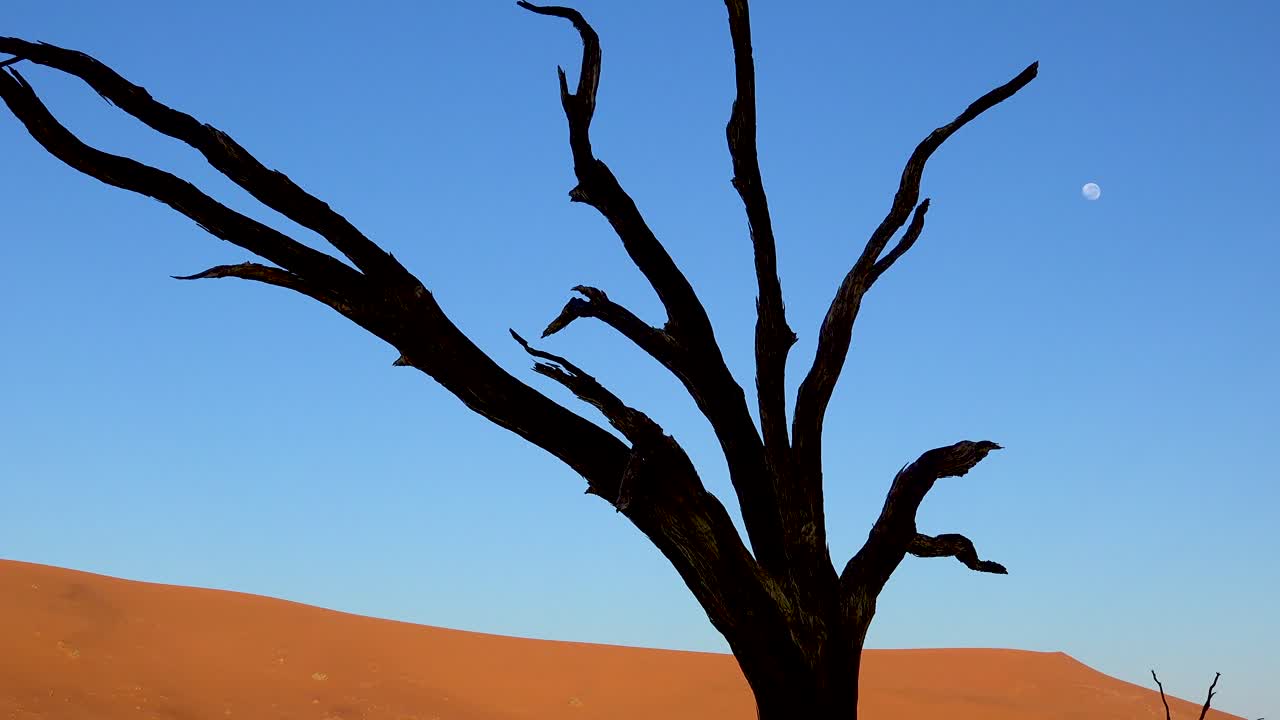 siluetas de árboles muertos al amanecer con luna en deadvlei y sossusvlei en namib naukluft national park desierto de namib namibia 1