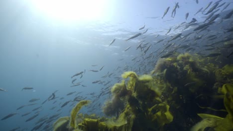 Exploring-underwater-world-with-fish,-algae-and-coral-in-deep-Atlantic-ocean-of-Norway---pov-freediving