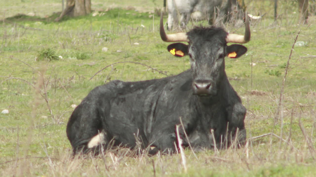 Black and White Bull Lying in a Field