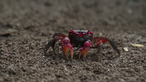 red claws crab searching and eating food on the dirt soil near the river 4