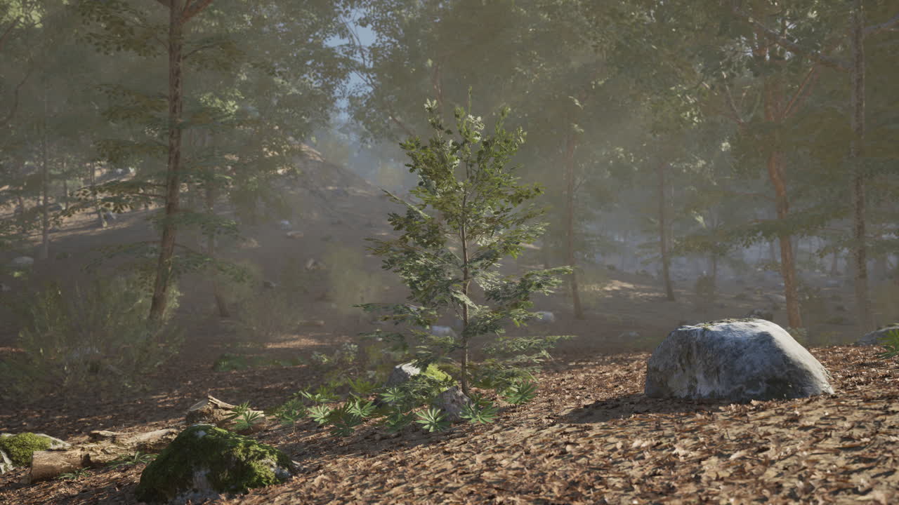 작은 소나무 가 바위 와 덤불 을 가진 안개 숲 에 서 있다