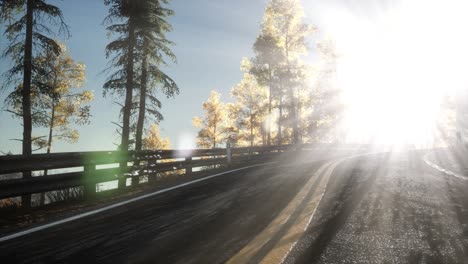 camino en el bosque