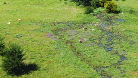 Drone-aerial-small-zebra-herd-grazing-a-waters-seeping-out-of-the-ground