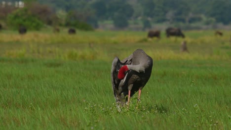 Eastern-Sarus-Crane,-Antigone-antigone-sharpii