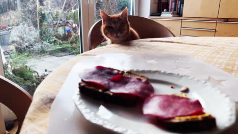 Table-Tiptoe:-A-Stealthy-Feline's-Quest-for-Salami-Supremacy