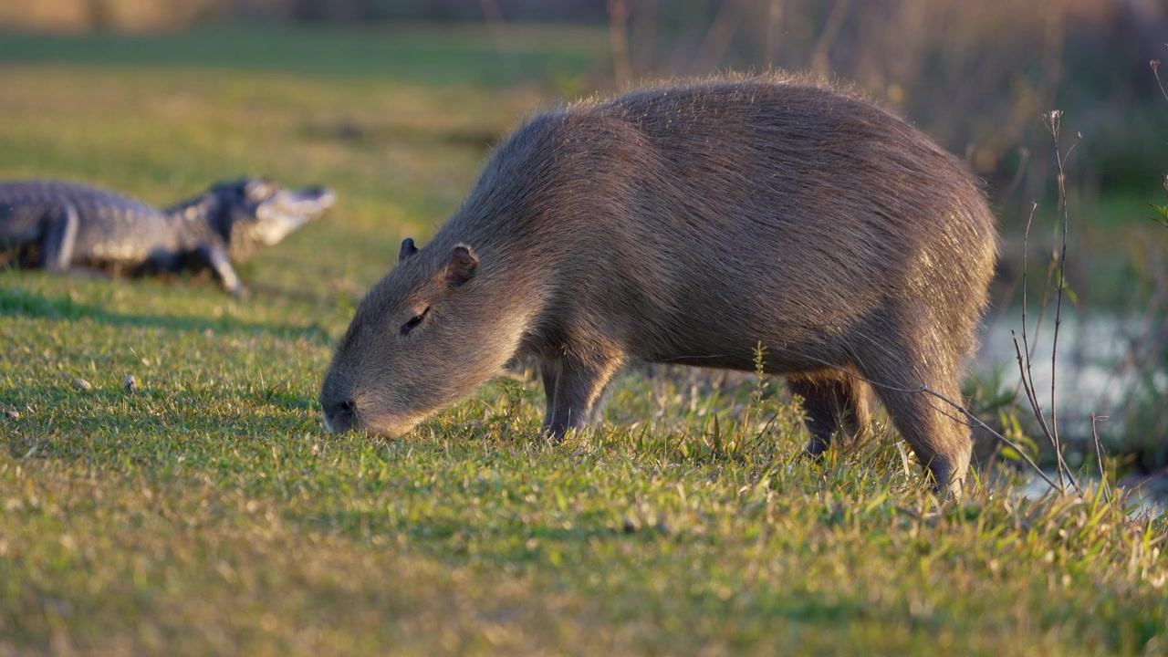 Un capibara si nutre di erba corta accanto a un fiume mentre un caimano yacare giace sullo sfondo, entrambi gli animali condividono tranquillamente la riva della zona umida