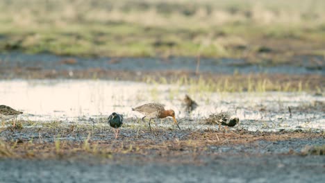 una bandada de ruffs y agachadizas de cola negra alimentándose y descansando durante la migración de primavera en los humedales