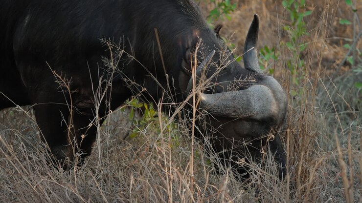 Bufalo africano al pascolo