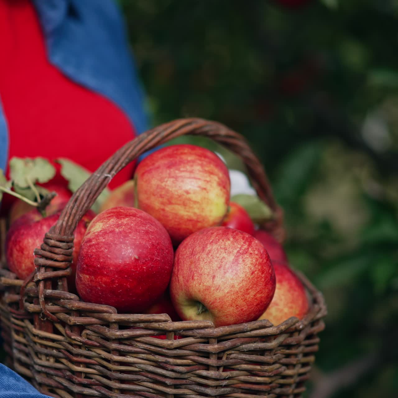 Beautiful red juicy ripe apples picked into a basket. Unrecognized lady holding a basket looking through the organic fruit. Close up. Blurred backdrop