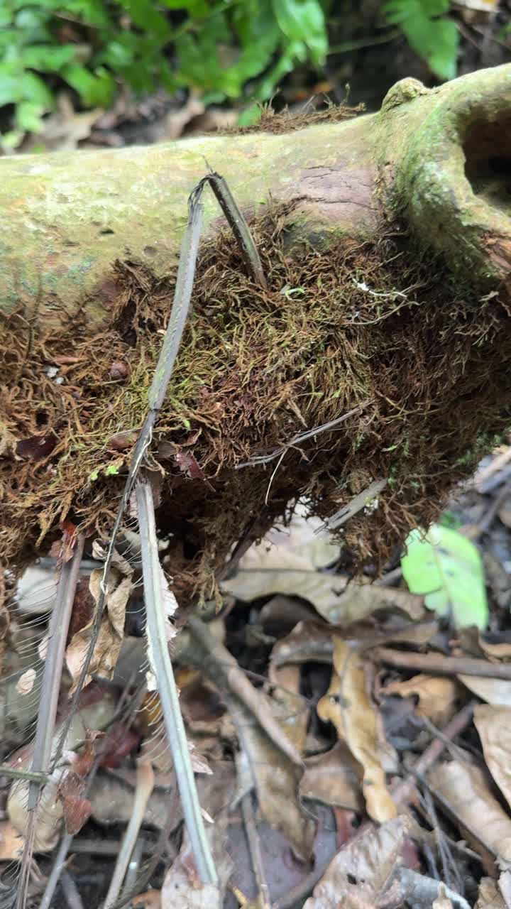 Close-up of Mossy Log on Forest Floor in Nature