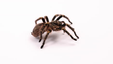 araña tarántula camina en bucle sobre fondo blanco mostrando la cara y la espalda