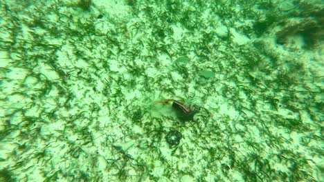 imágenes submarinas de un pez de colores que busca comida en una basura de plástico atrapada en pastos marinos