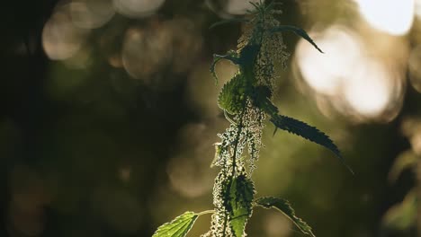 a stinging nettle plant backlit by the morning sun