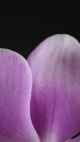 disparo vertical de una flor púrpura