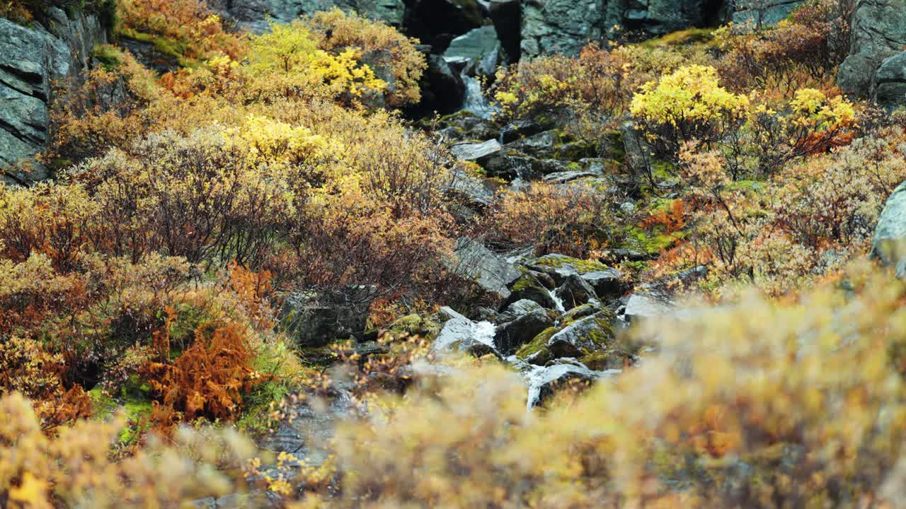 A vibrant mix of autumn colors highlights the rocky surface, as red and yellow plants emerge from the stone