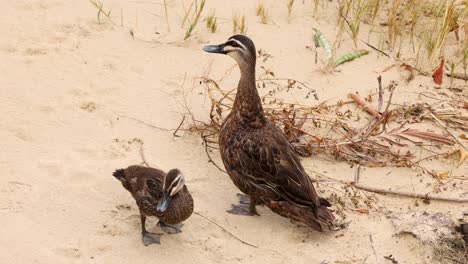 two ducks walking on sandy beach