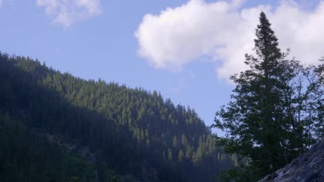 Sunlit-On-Dense-Conifer-Forest-On-The-Mountains