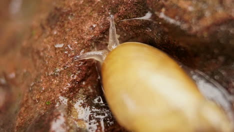 Top-view-of-a-garden-snail-moving-his-head-and-eye-stalks