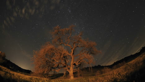 night time lapse of star trails clouds and valley oak tree during a new moon in oak view california