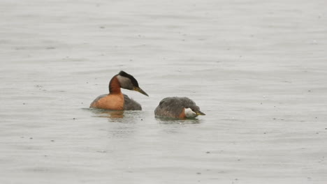 male and female red-necked grebe mating ritual, breeding season in lake, close