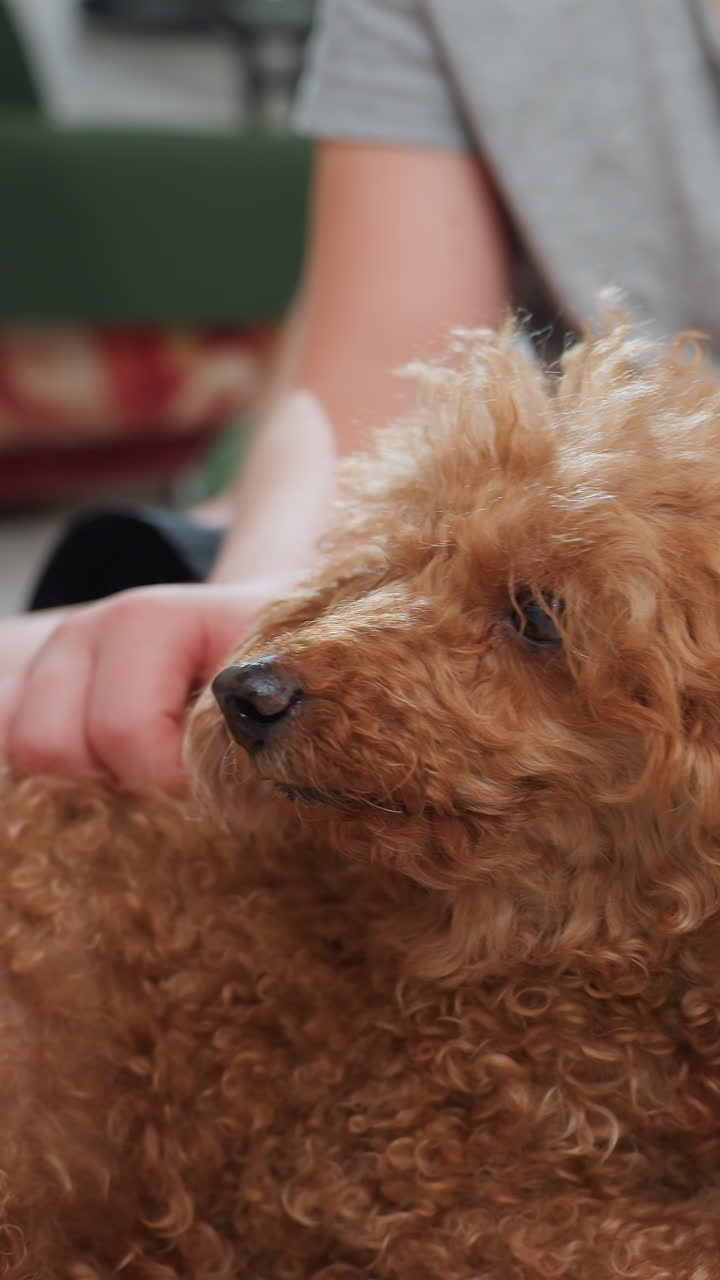 반짝이와 조명이 있는 푸들을 쓰다듬는 백인 남자아이, 배경에는 끈 조명을 들고 있는 여자아이, 축제 분위기의 입자가 있는 곱슬거리는 얼굴 클로즈업, 부드럽게 쓰다듬고 차분한 시선, 따뜻한 저녁 축하