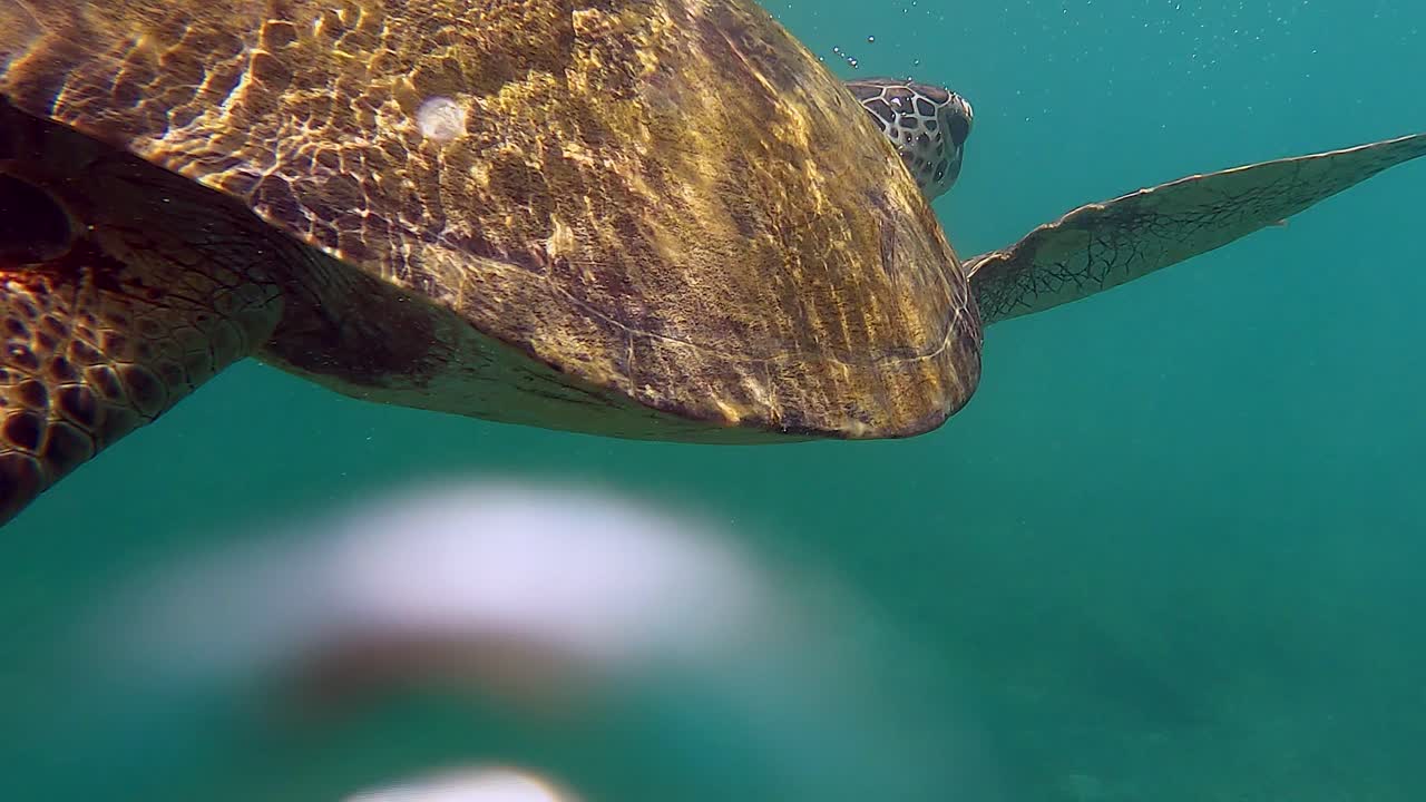 Close-up sea turtle surfaces for quick breath of air before diving