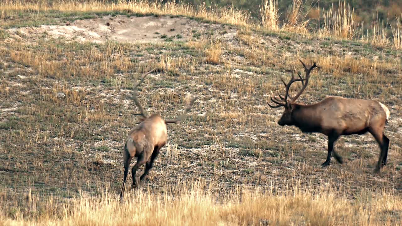 dos machos de alce uno frente al otro varias veces hasta que uno finalmente abandona el rango nacional de bisontes de montana