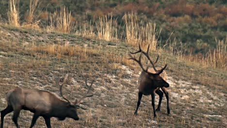 Dos-Alces-Uno-Frente-Al-Otro-Varias-Veces-Hasta-Que-Uno-Finalmente-Abandona-El-Rango-Nacional-De-Bisontes-De-Montana