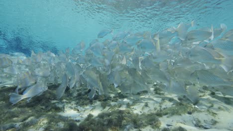 striped-bass-fish-swimming-in-shoal-from-behind-in-clear-blue-tropical-water-in-the-Florida-Springs