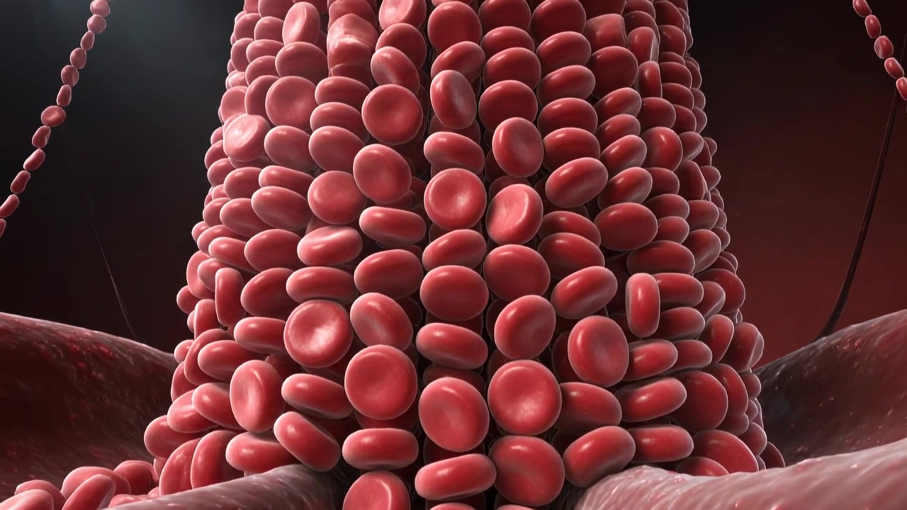 Elongating column of red disc cells rising through narrow vessel flanked by beads as cells entering