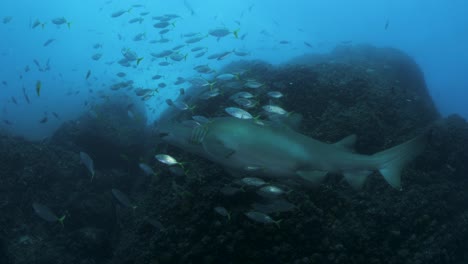 una gran tiburón hembra embarazada nada entre un banco de peces brillantes