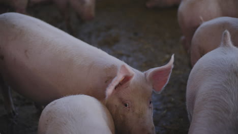 pigs in a farm pen