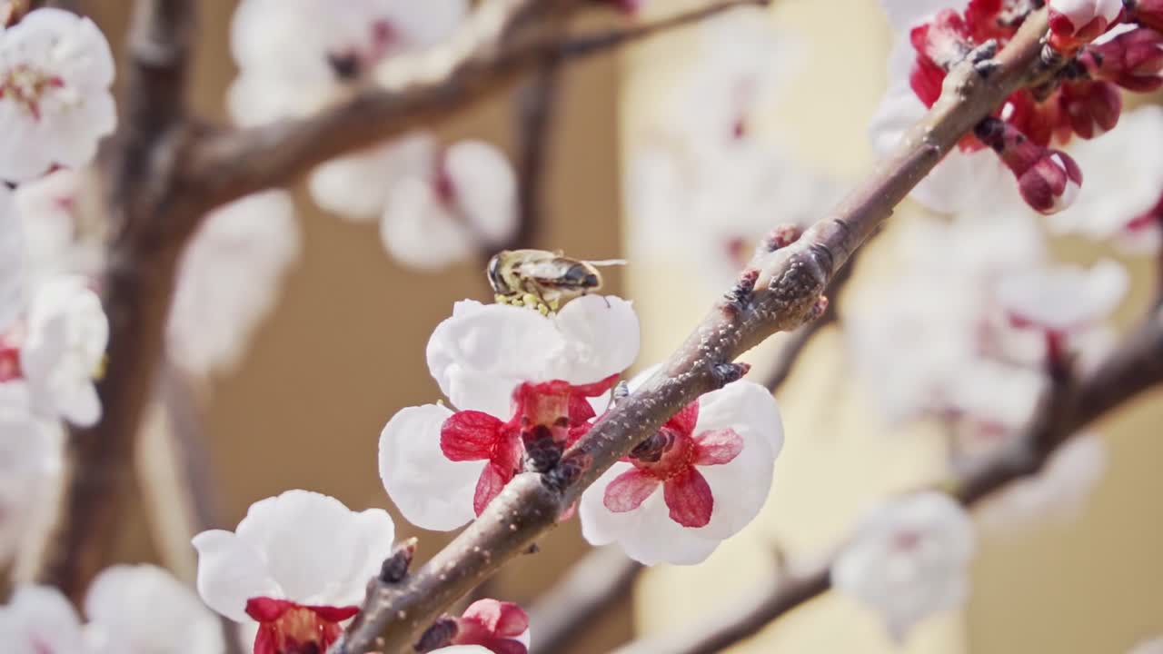 Close up shot of a bee collecting pollen from apricot blossom, slow motion