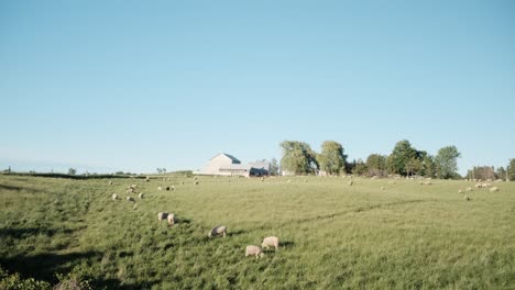 free range sheep out on a pasture next to a farm