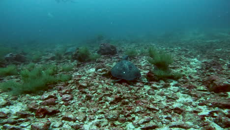 aquatic shot of fish and turtle